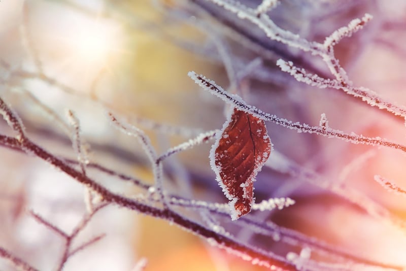 Nature-Inspired Crafts
